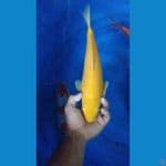 karasi lemon 