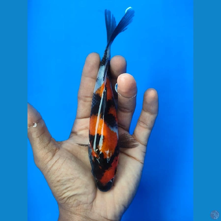 SHOWA (18CM)