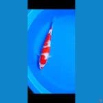 KOHAKU MERAH STRONG 37CM 4 STEP