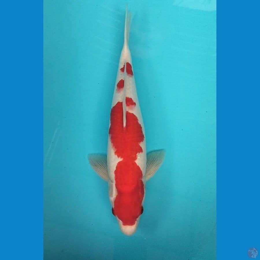 Kohaku 39cm M