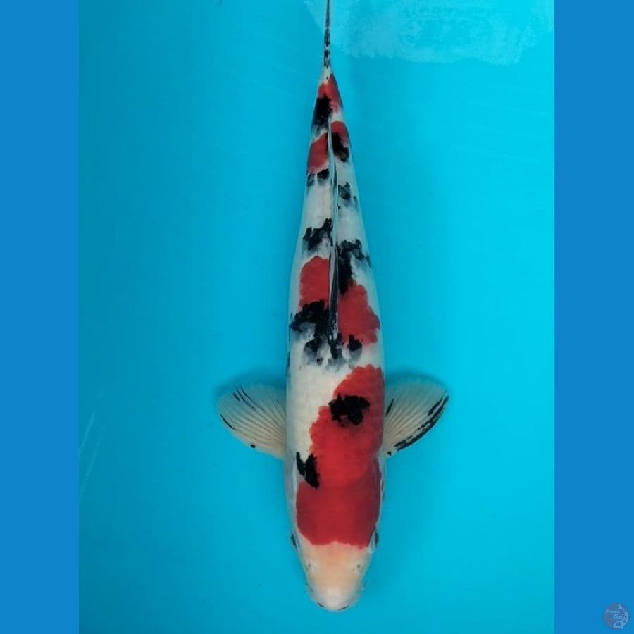 Sanke 37cm.M