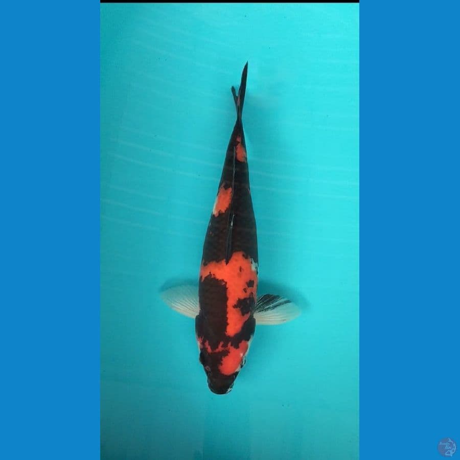 Hi showa 36cm M