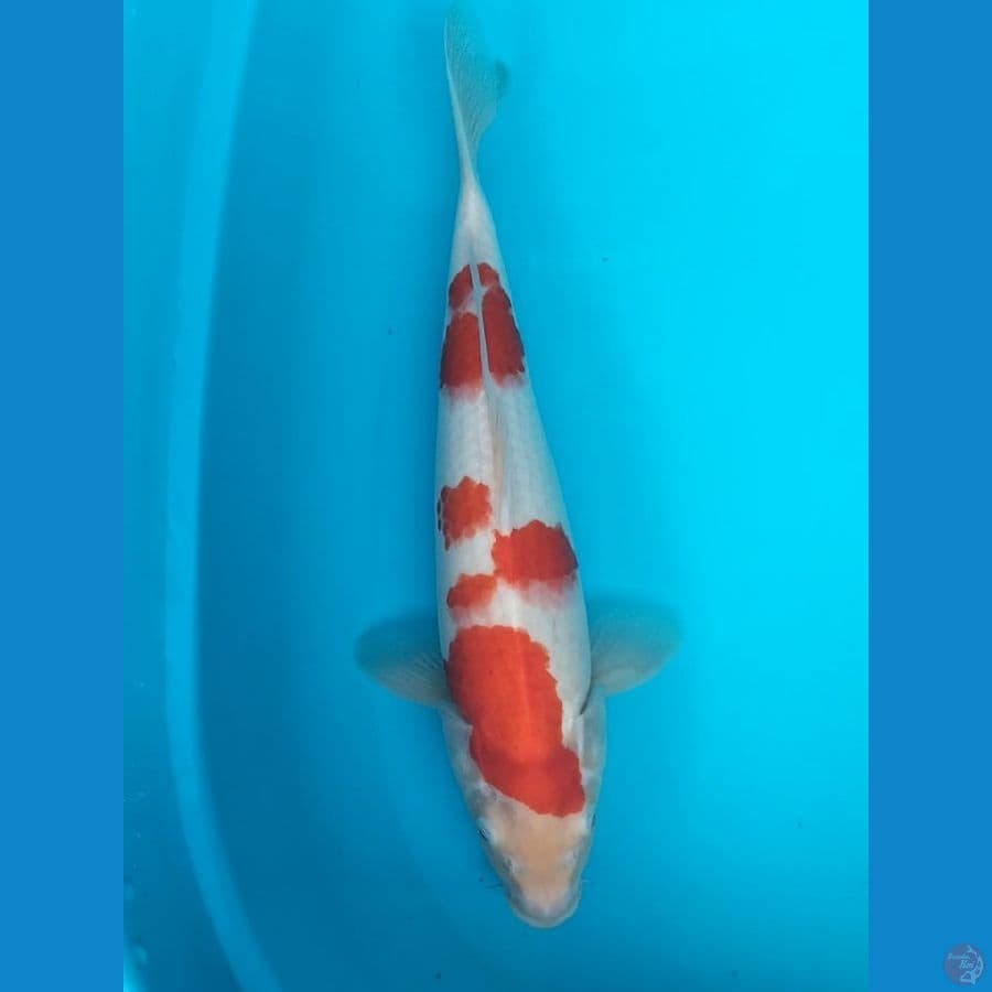 Kohaku 39cm F
