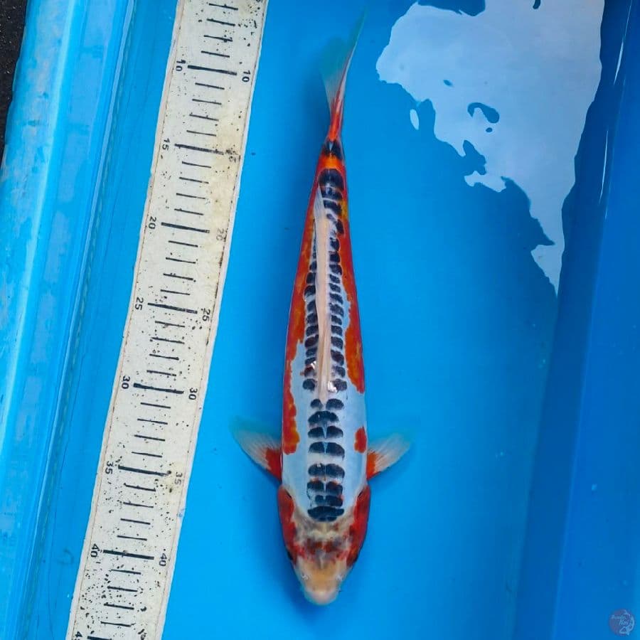 Shusui, 35cm male