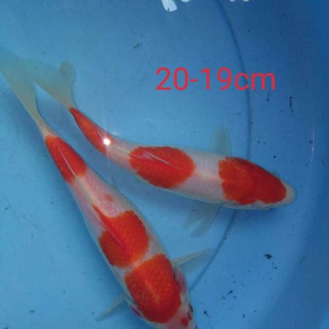 Mix kohaku