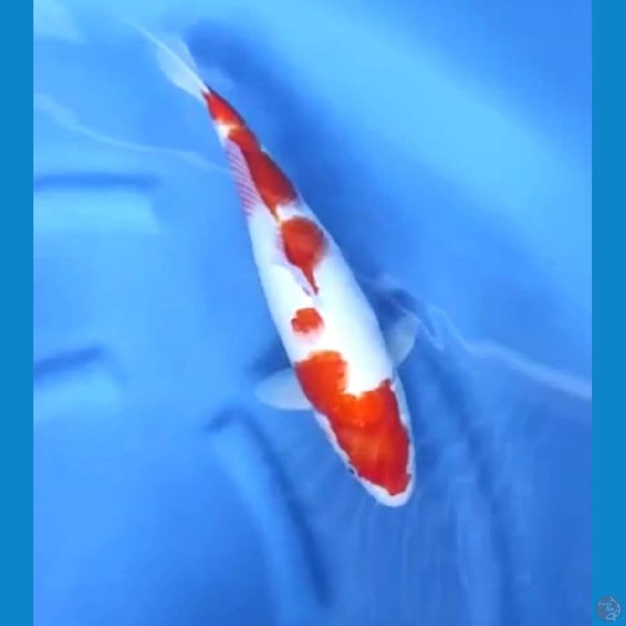 Kohaku Original Jumbo 40 bu 38 cm \ Betina 
