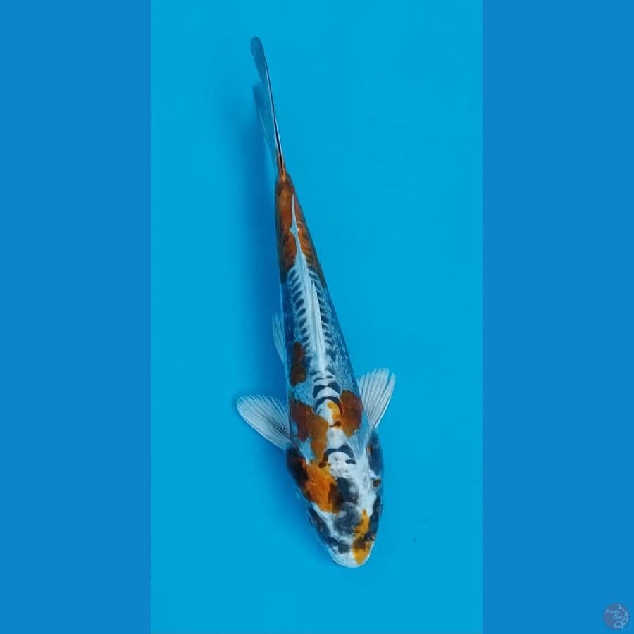 kawarimono mengkilap 20cm