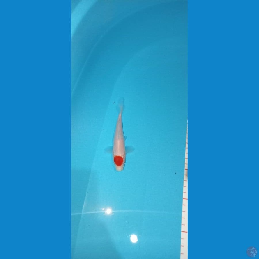 Tancho Kohaku HQ 14cm™