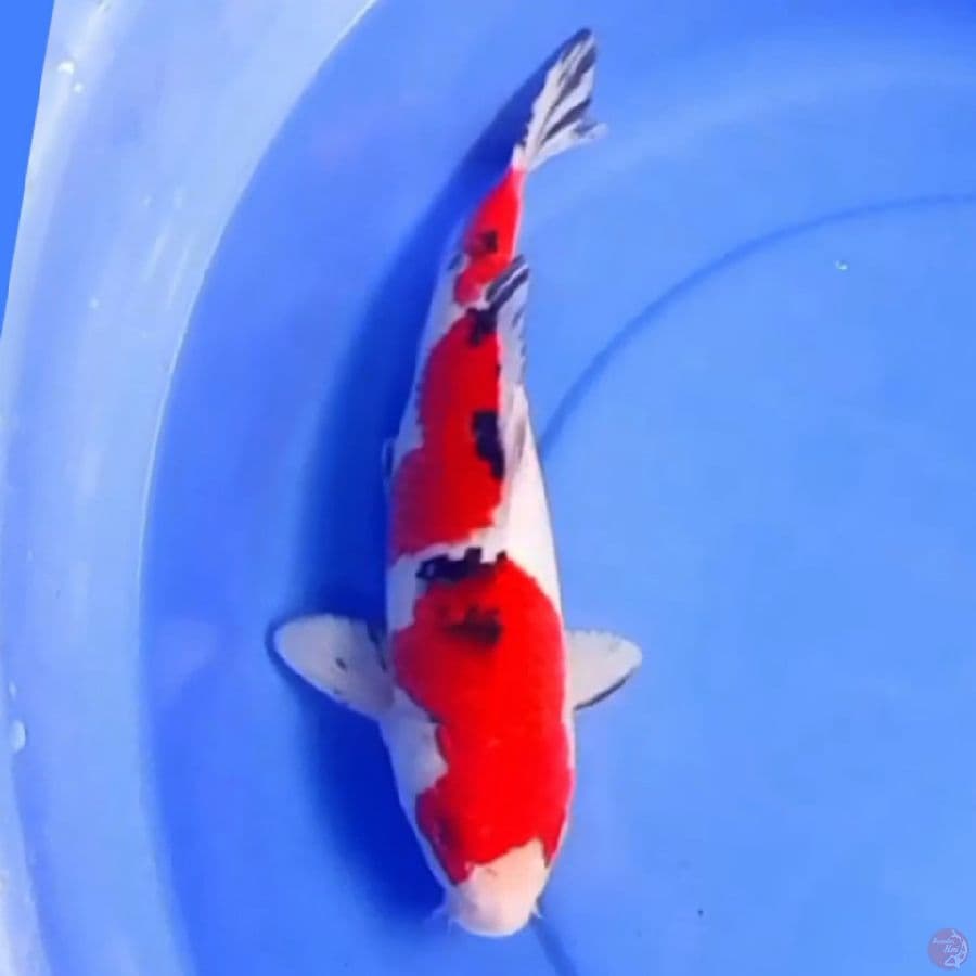 TATEGOI SANKE 32cm