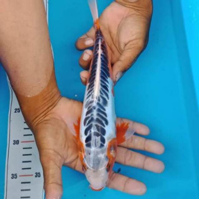 Shuzui 30cm