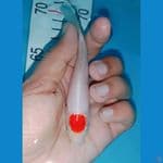 tancho kohaku super Quality 12 cm