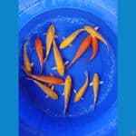 paket karasi 20-25 cm