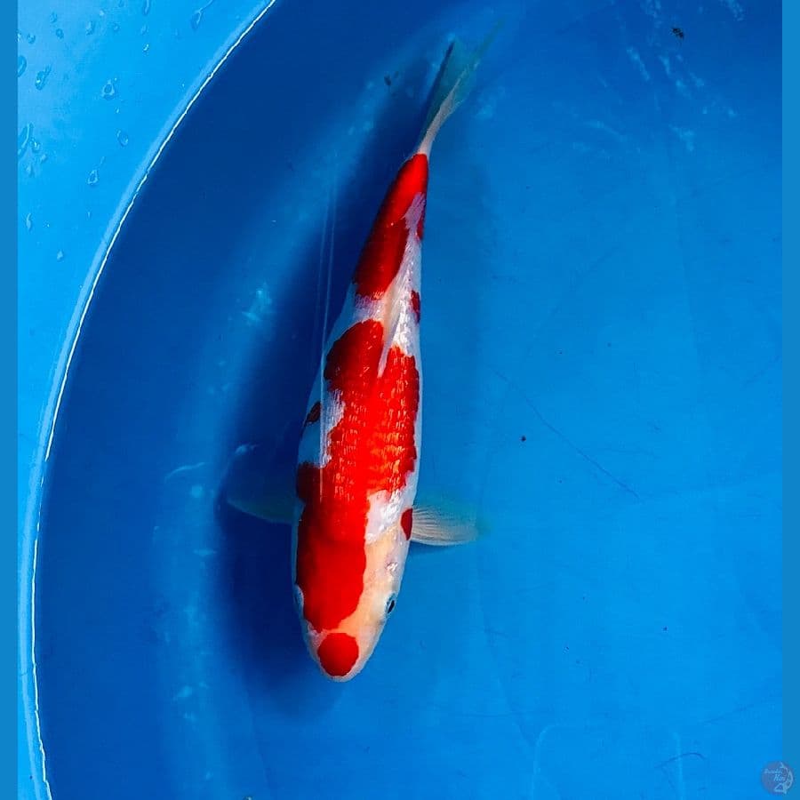 kohaku ginrin 23cm