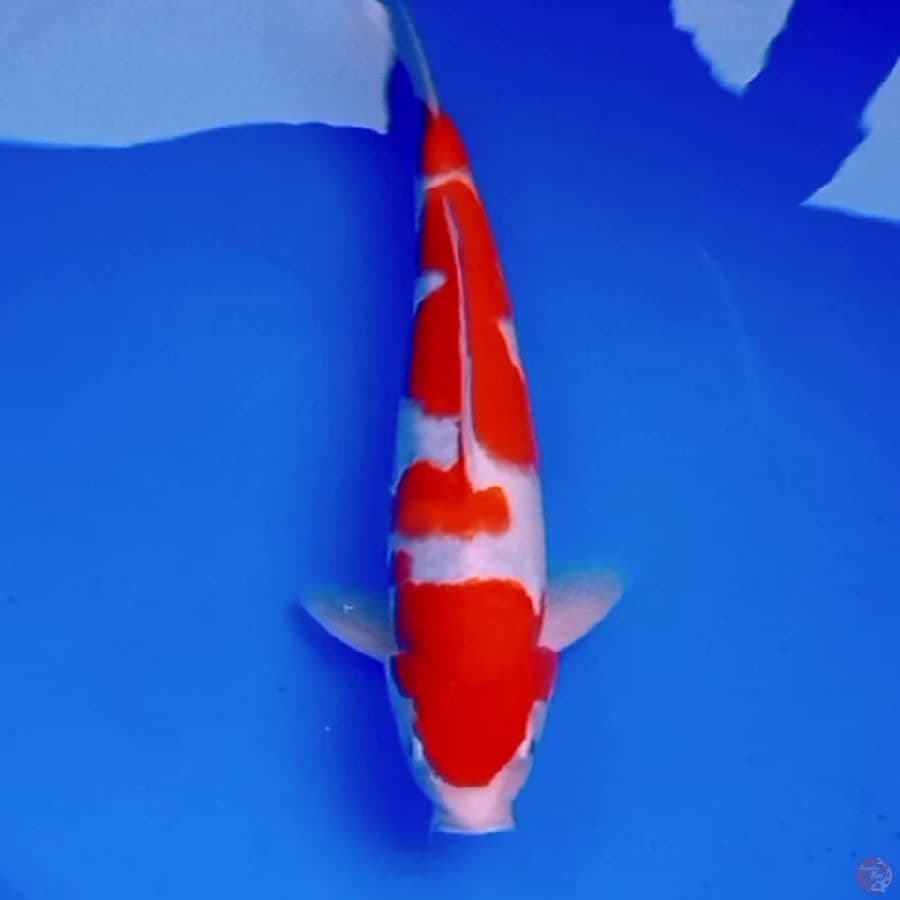 30cm KOHAKU MERAH PEKAT 