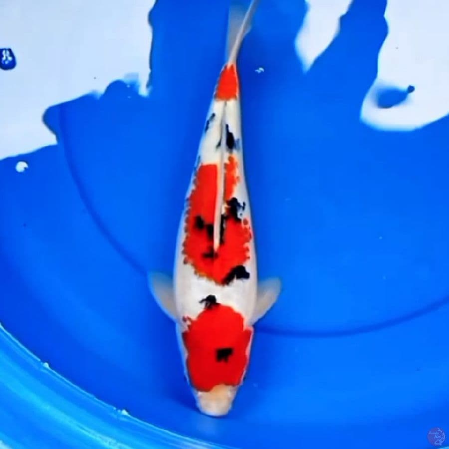 35cm TSUBOSUMI SANDAN SANKE