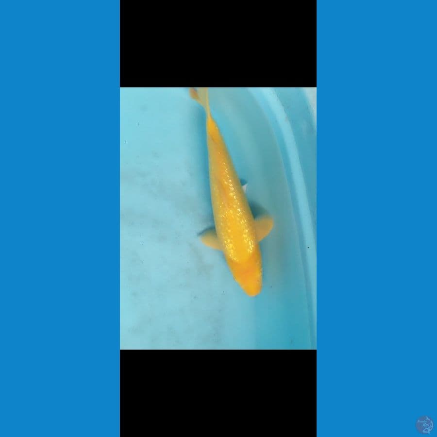 32 cm