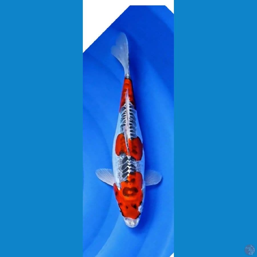 Beni kiko.. 33cm™female