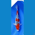 Beni kiko.. 33cm™female