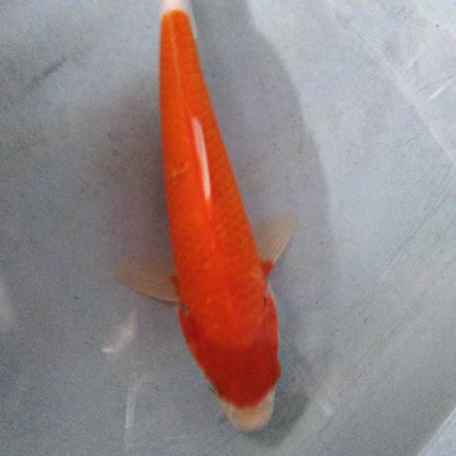 Kohaku