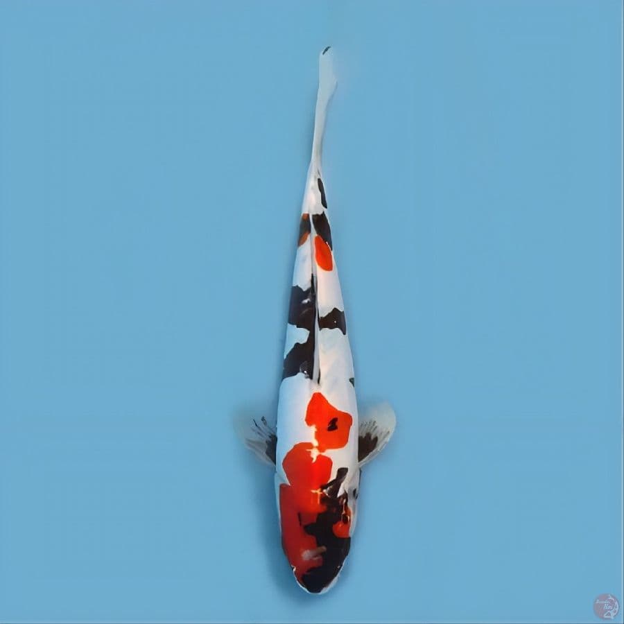 showa doitsu murni 30cm jantan