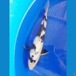 shiro ginrin 30up male