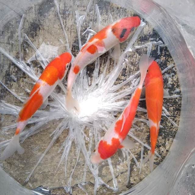 Kohaku sanke 4 ekor