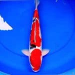 41cm SANDAYO SANKE RED STRONG