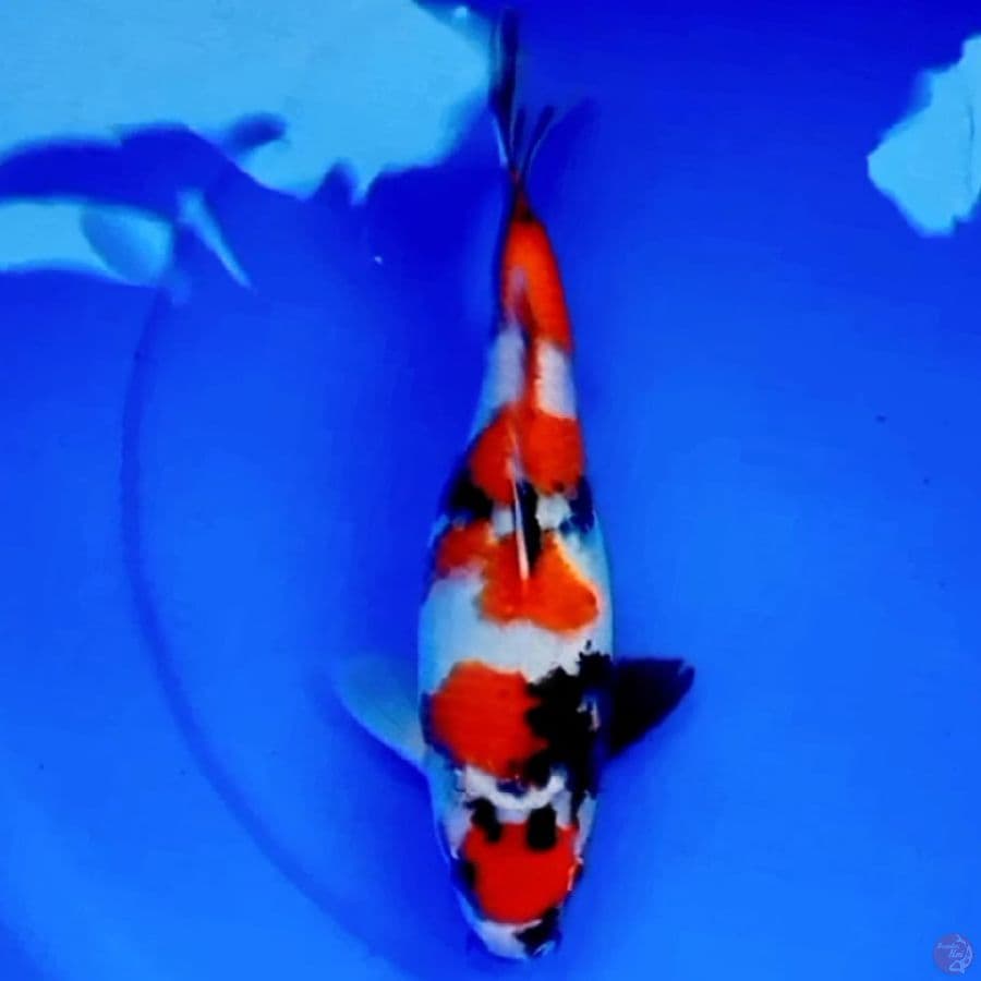 30cm MARUTEN KINDAI SHOWA HQ