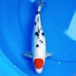 30cm TANCHO SANKE DALMATION