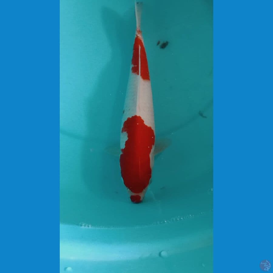 kohaku