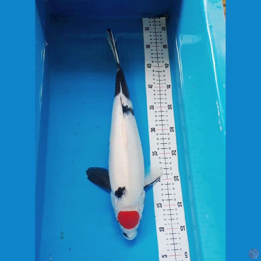 Tancho Showa 41cm FM
