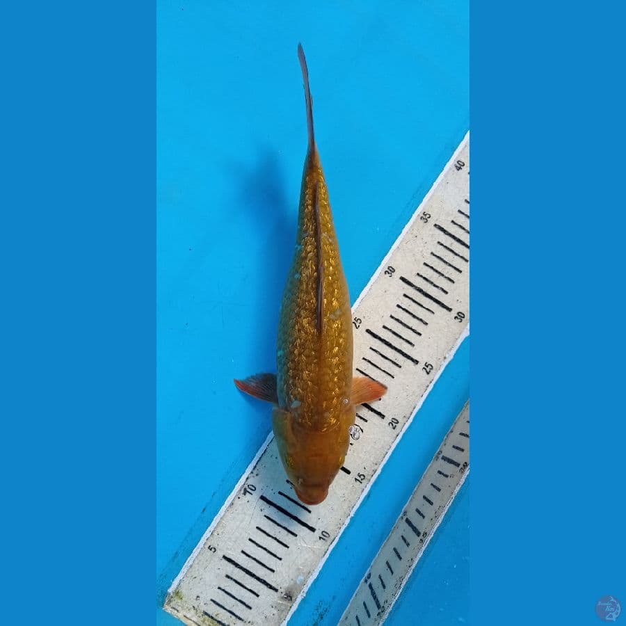 30CM