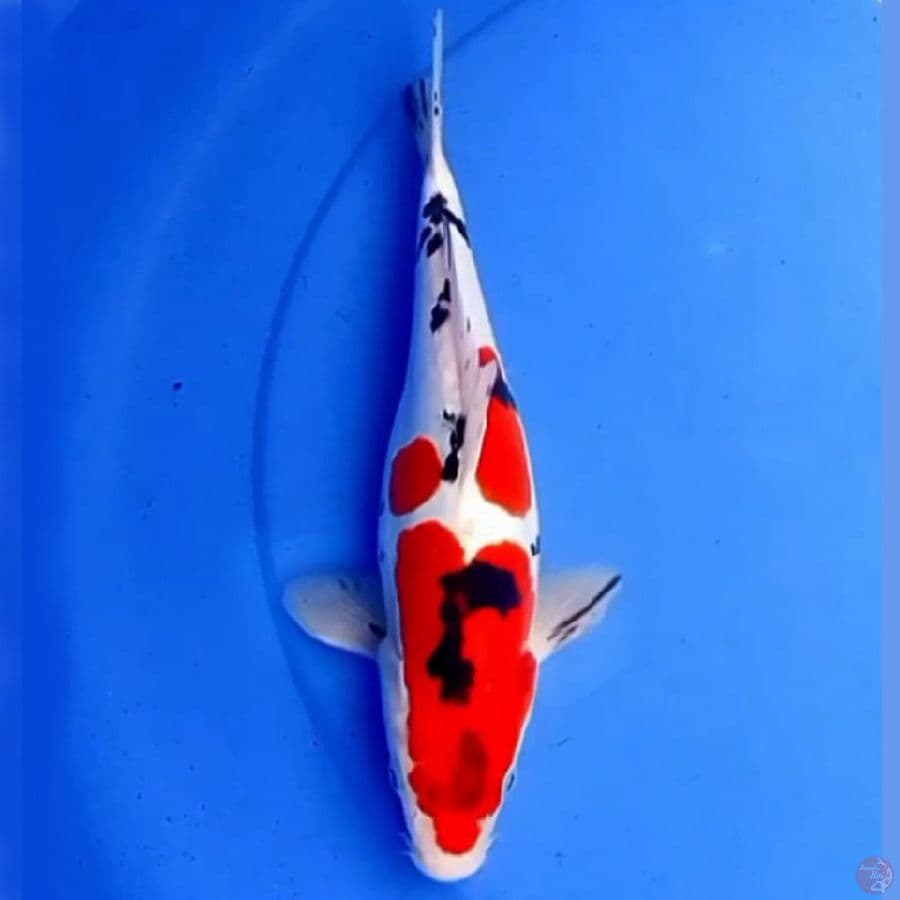 DOITSU TATEGOI SHOWA 29cm