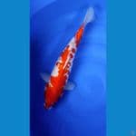 Kohaku.. 44cm. ™female