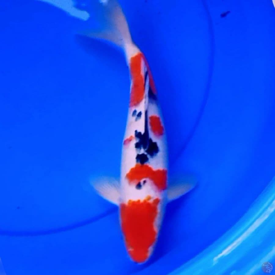 TSUBOSUMI SANKE HQ 32cm