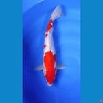 Sanke.. 45cm. male