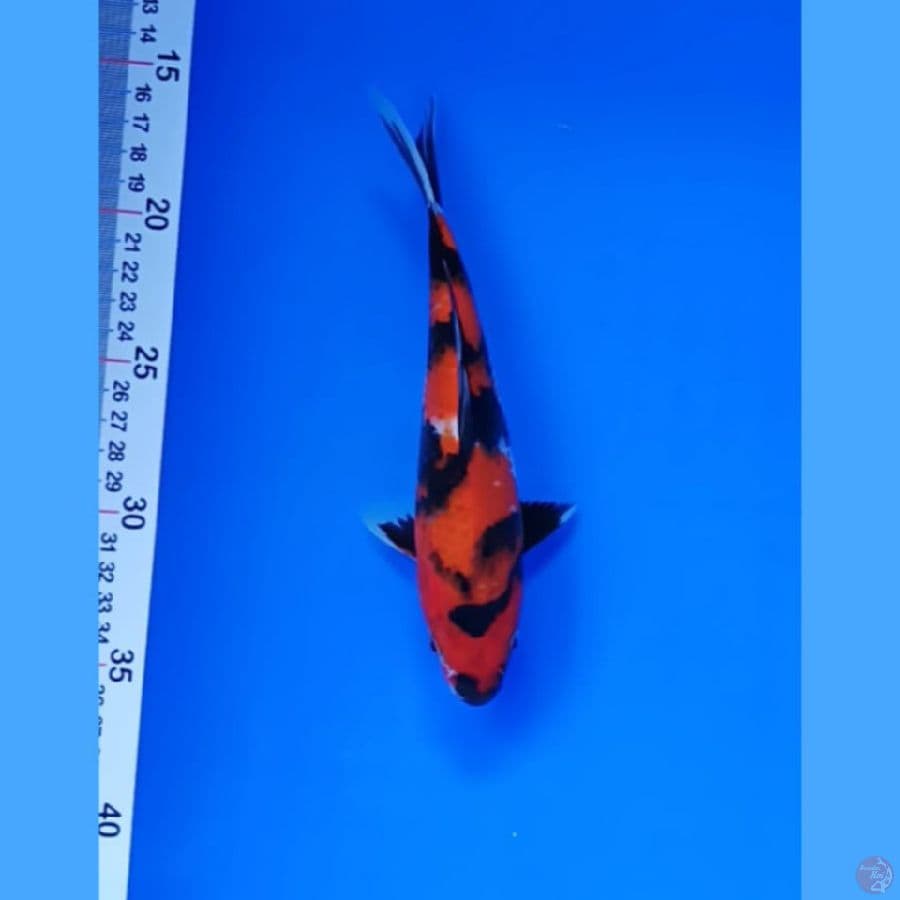 Showa 22 cm