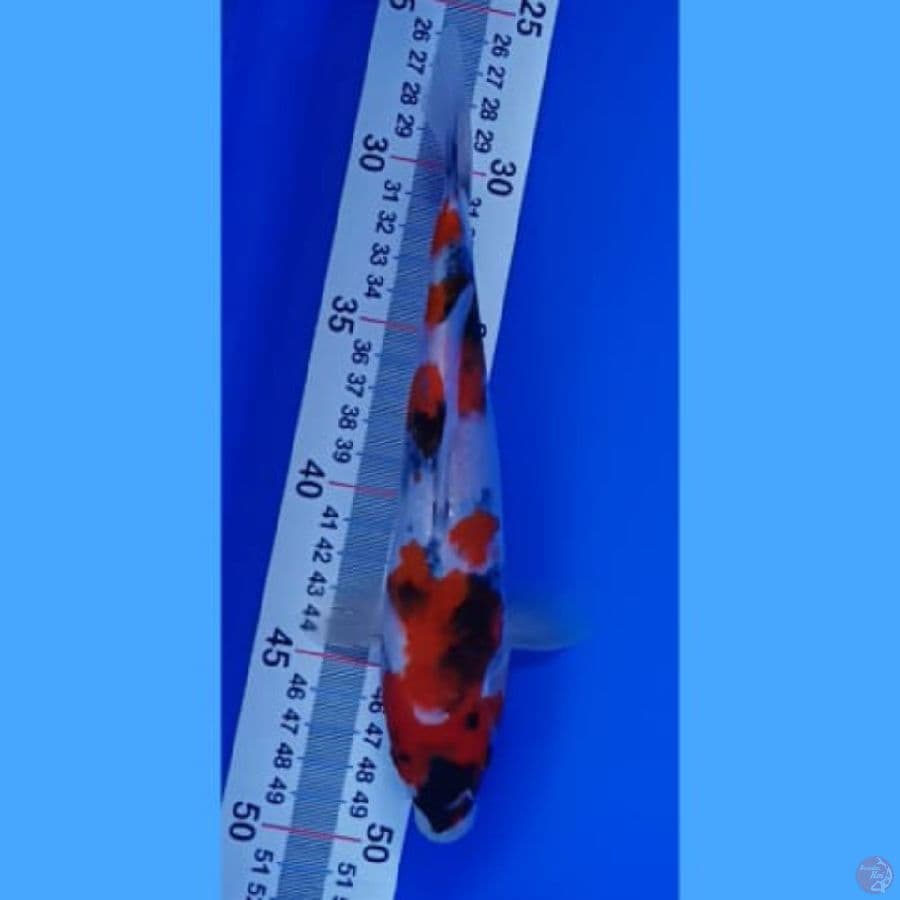 Showa 22 cm