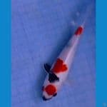 maruten tategoi 21 cm halus 
