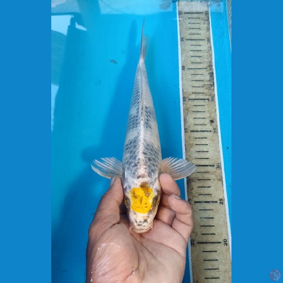 Tancho 30cm