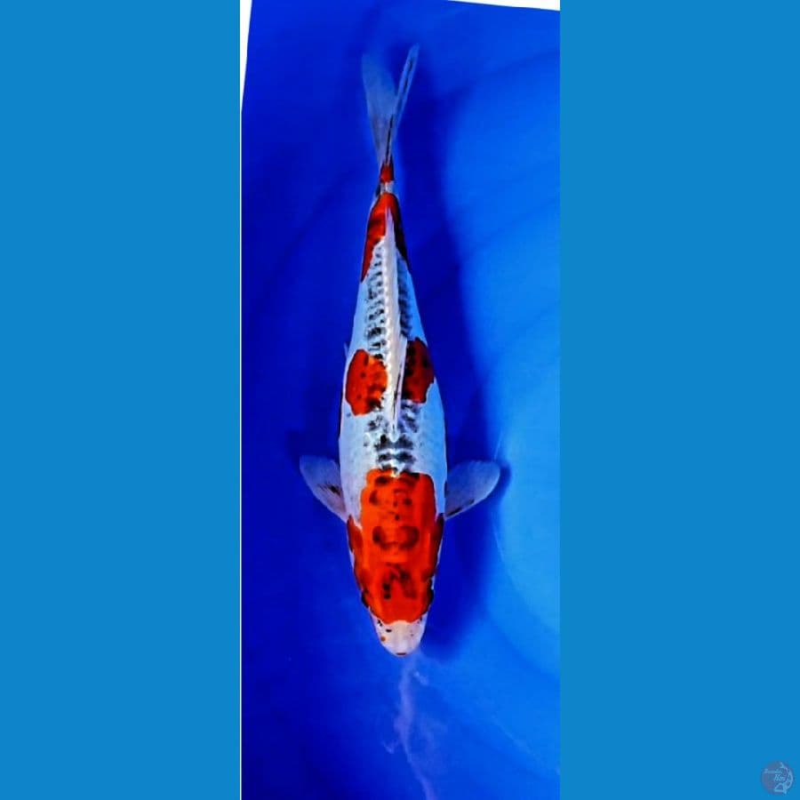 Beni Kiko.. 34cm. ™female