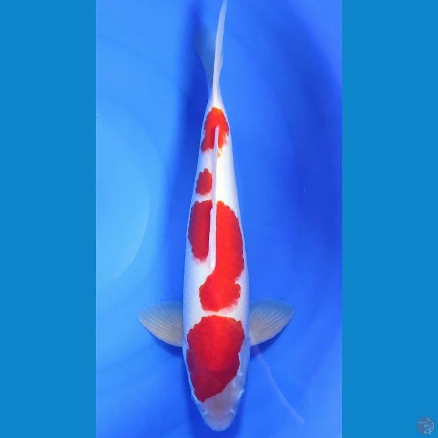 Kohaku red strong.. 41cm.™Male
