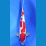 Kohaku red strong.. 41cm.™Male