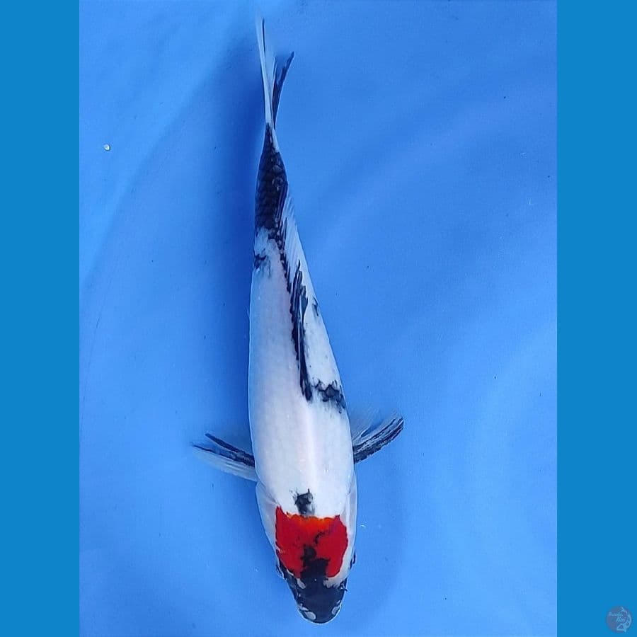 Tancho Showa 30cm /Fm