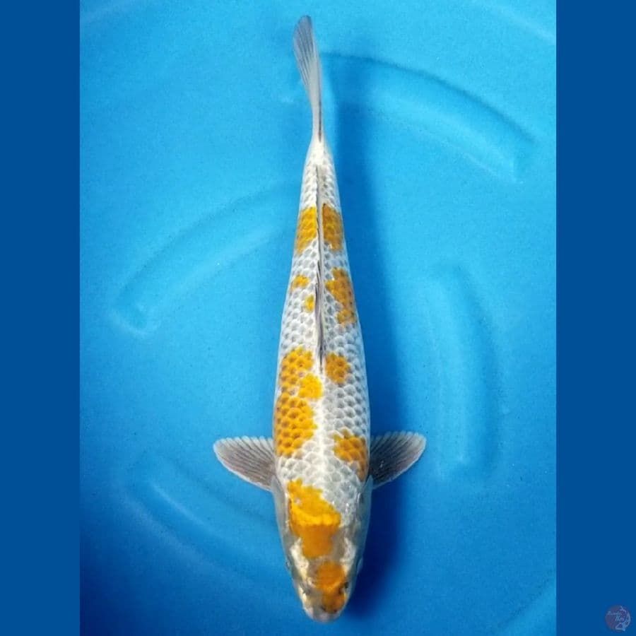 KOGANE OCHIBA 40 CM MALE