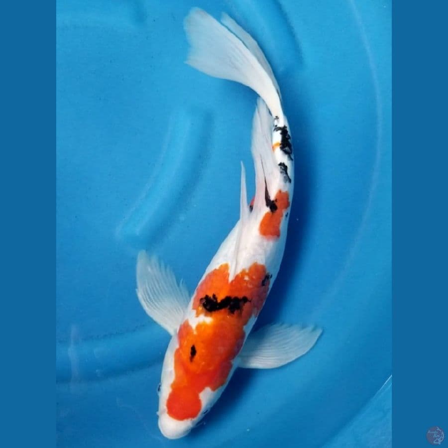 SANKE 45 CM