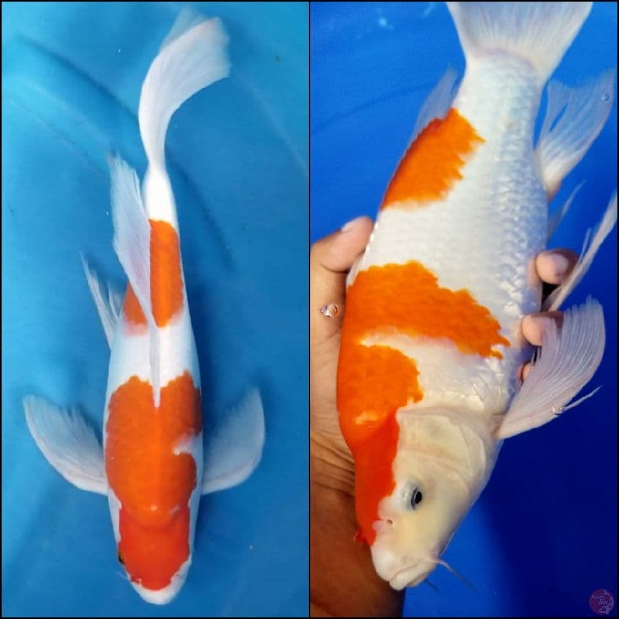 KOHAKU 35 CM MALE