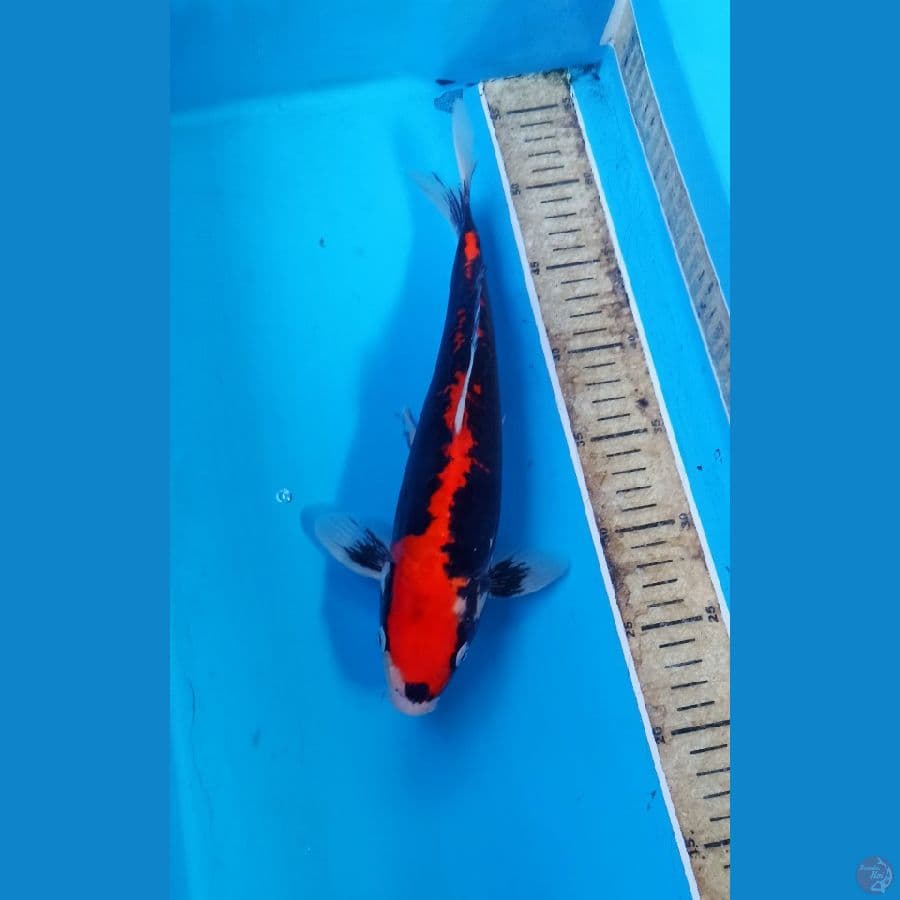 Beni kumon 30cm