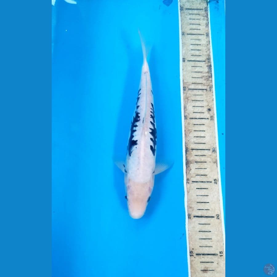 Kumon 27cm