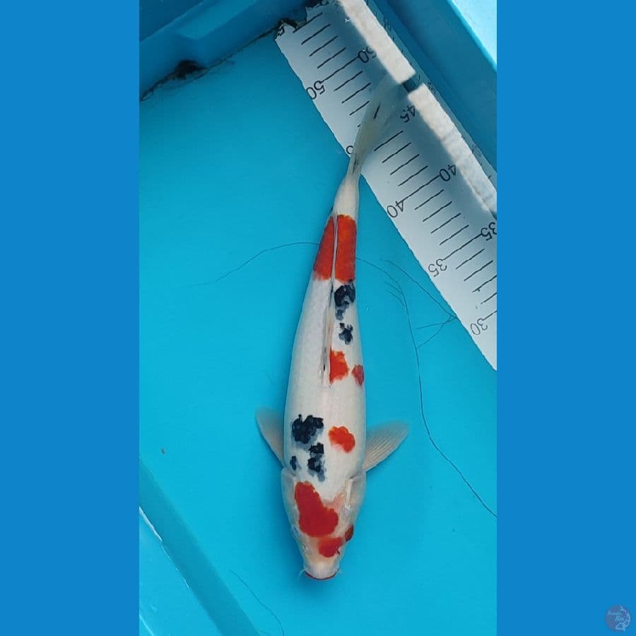 Sanke Male 33 cm